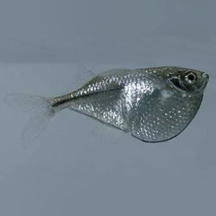 Silver Hatchetfish
