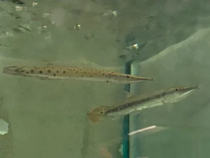 Marbled Gar
