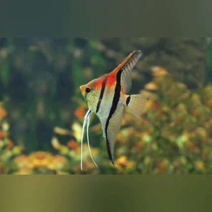Manacapuru Red Shoulder Angelfish