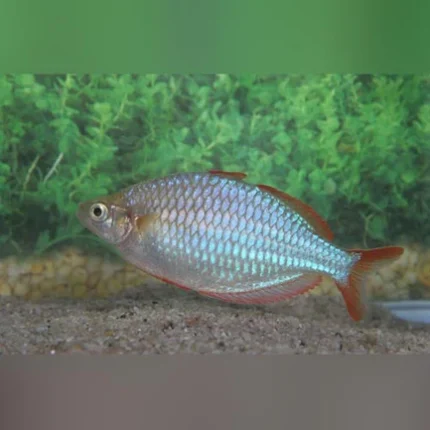 Neon Dwarf Praecox Rainbowfish