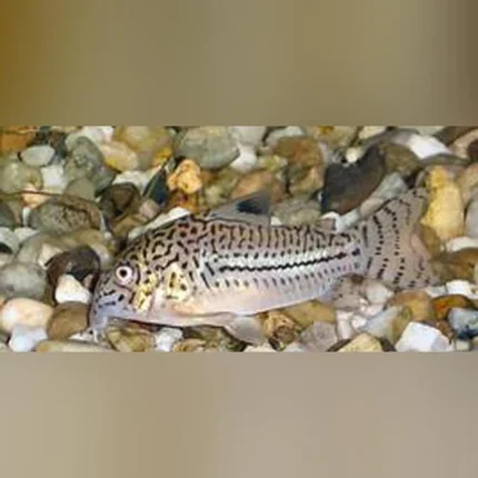 Nanus Cory