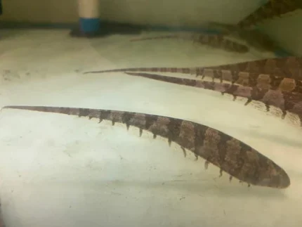 Centipede Knifefish