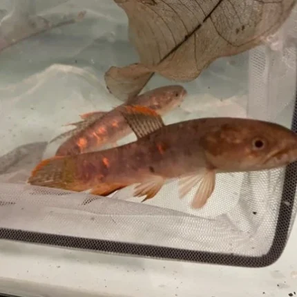 Red Wolf Fish