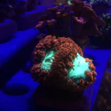 Blassto Wellsi Frag