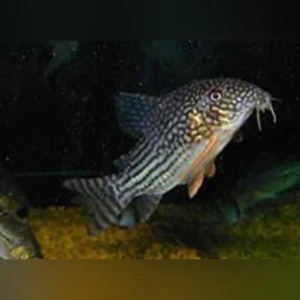 Sterbai Cory