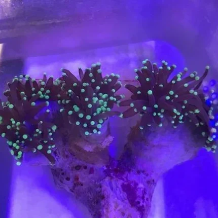 Green Torch Coral