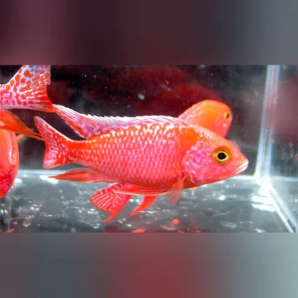 Peacock Cichlid Dragon Blood