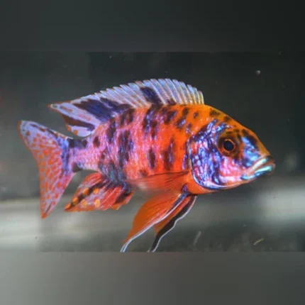 Peacock Kaleidoscope Cichlid