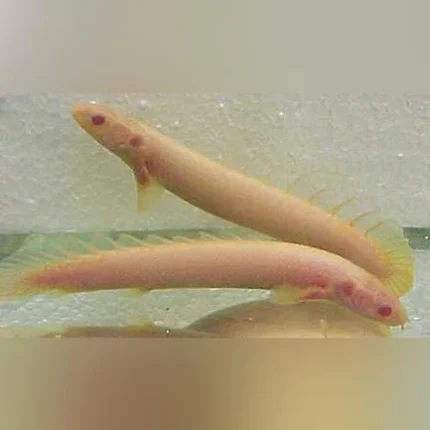Albino Senegalese Bichir