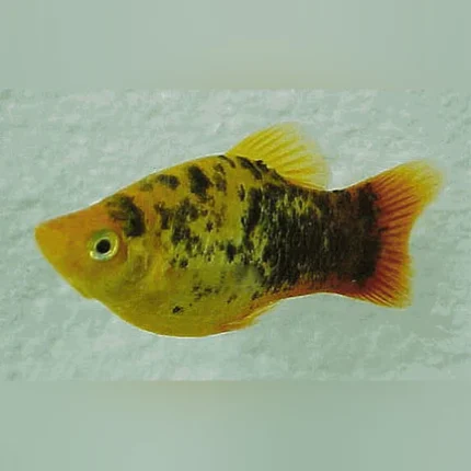 Spotted Dawn Platy