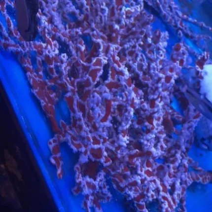 Spider Sponge