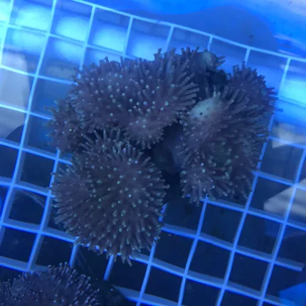 Toadstool Coral
