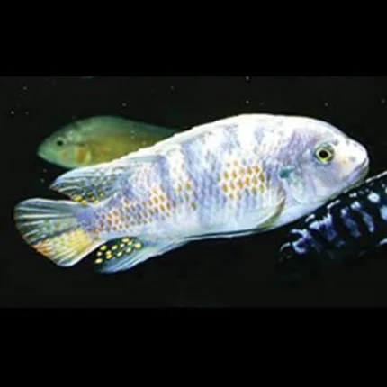 Fuelleborni Cichlid Orange Blossom