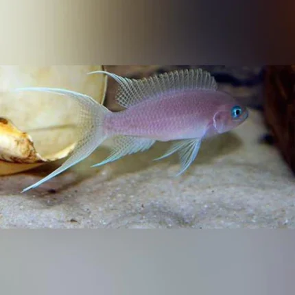 Gracilis Brichardi