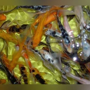 1-1-1.webp Assorted Butterfly Koi - 3-4" (Lot of 4)