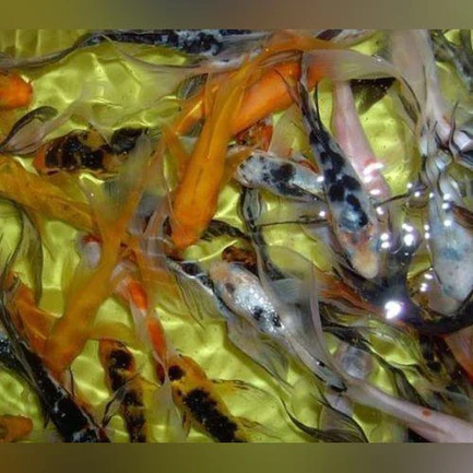 1-1-1.webp Assorted Butterfly Koi - 3-4" (Lot of 4)