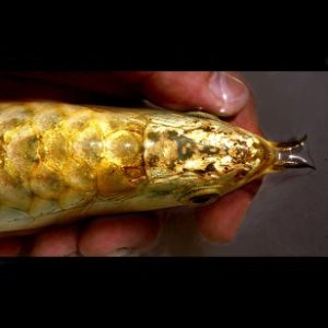SUPREME GOLDEN HEAD 24K CROSSBACK AROWANA