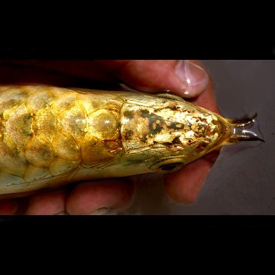 1-1.jpg SUPREME GOLDEN HEAD 24K CROSSBACK AROWANA