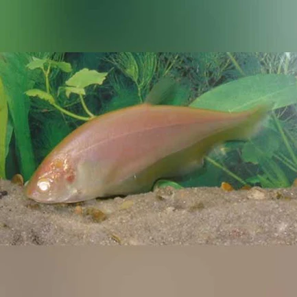 1-10.webp Albino Clown Knifefish
