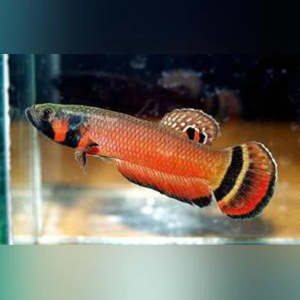 1-12.webp Betta Macrostoma (Pair)
