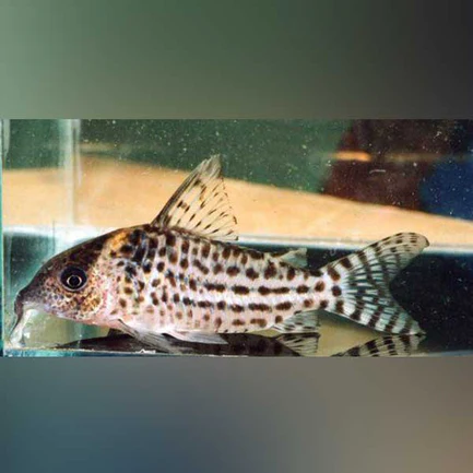 1-14.webp Agassizi Cory