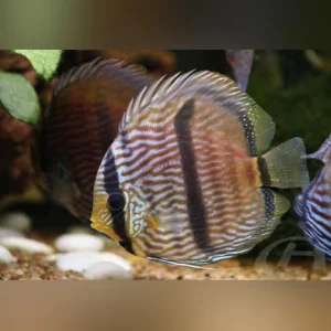 1-16.webp Blue Heckel Discus WILD Fish