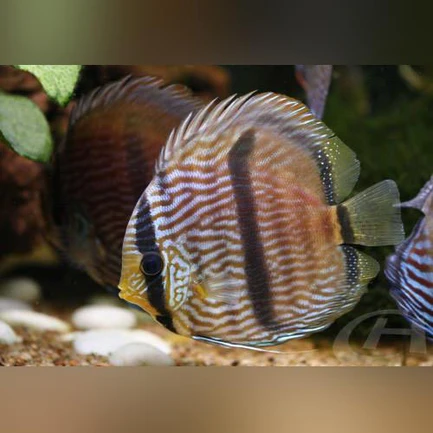 1-16.webp Blue Heckel Discus WILD Fish