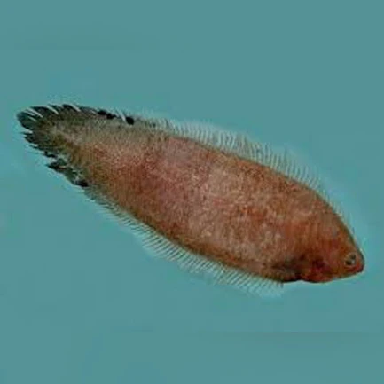 1-19.webp Freshwater Tonguefish