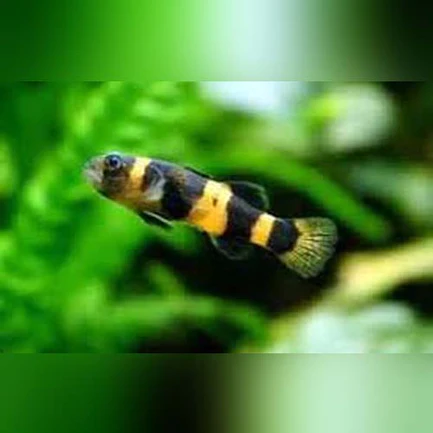 1-21.webp Bumblebee Goby