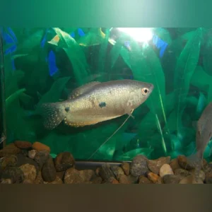 1-22.webp Blue Gourami