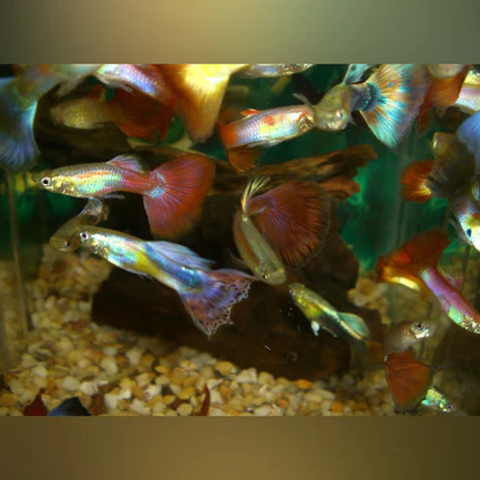 1-24.webp AFS Choice Guppy Large (Pair)