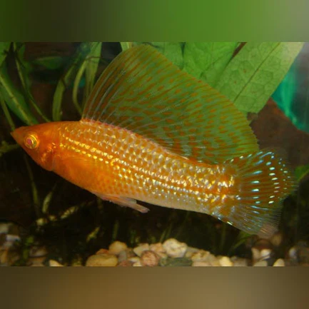 1-3-1.webp Gold Sailfin Molly (Pair)