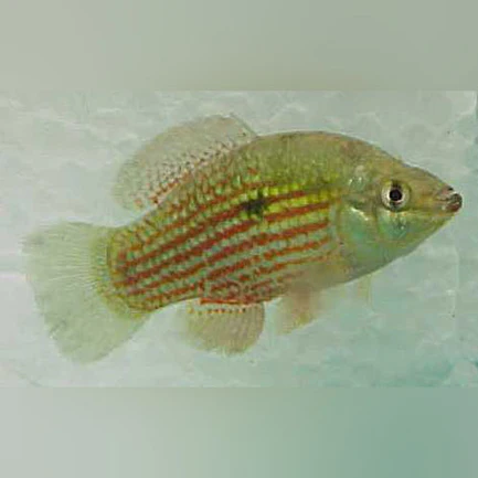 1-3.webp American Flagfish