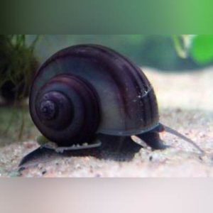 1.jpg Midnight Mystery Snail