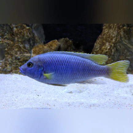 1-4.webp Acei Cichlid