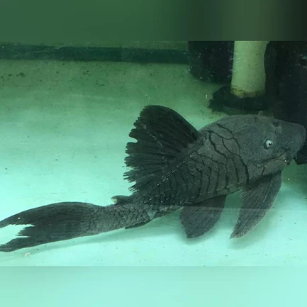 1-5-1.webp Blue Eyed Pleco
