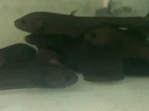 1-5.webp Afer Knifefish