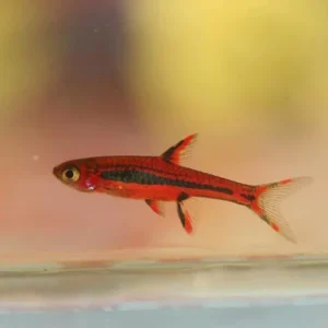 Chili Rasbora (Lot of 6)