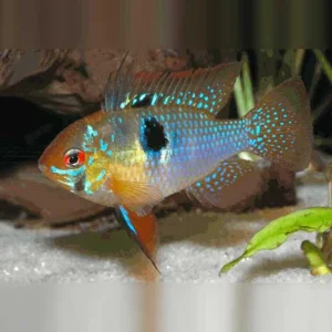 German Blue Ram