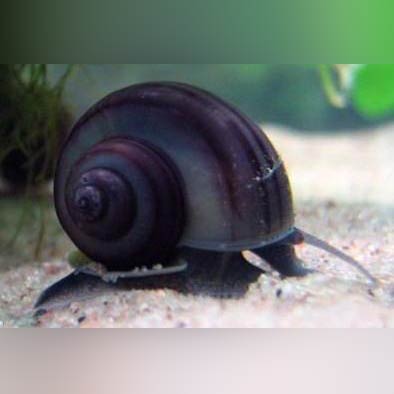 1.jpg Midnight Mystery Snail
