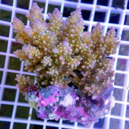 1.webp Acropora Coral