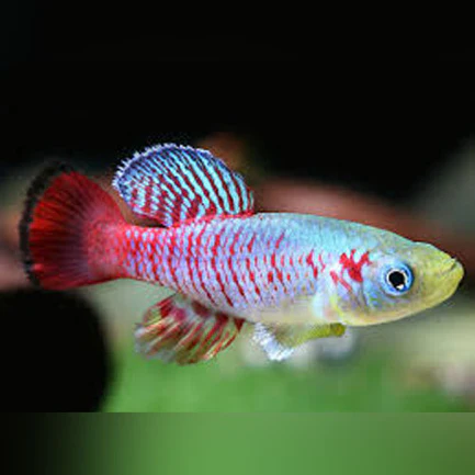 10-1-1.webp Guentheri Killifish (Pair)