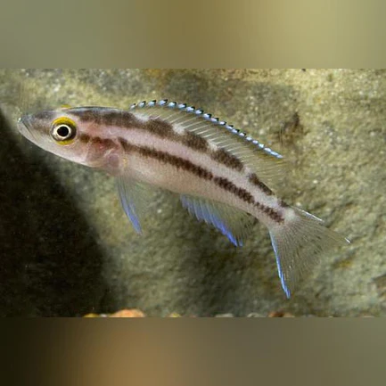 10-1.webp Buescheri Cichlid