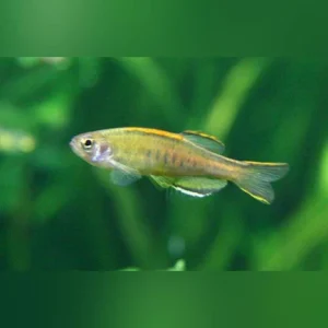 10-10.webp Glowlight Danio
