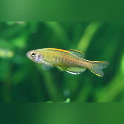 10-10.webp Glowlight Danio