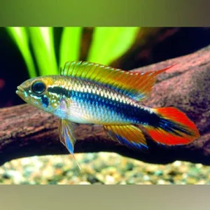 10-11-1.webp Apistogramma Agassizi Double Red (Pair)