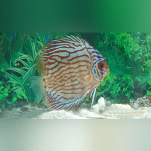 10-11.webp Red Turquoise Discus