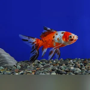 10-12.webp Calico Shubunkin Goldfish