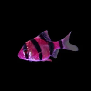 Galactic Purple Glo Barb
