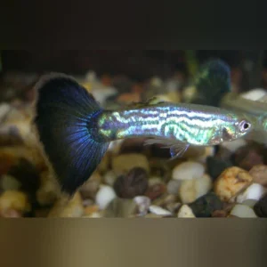 10-16.webp Blue Cobra Guppy (Pair)